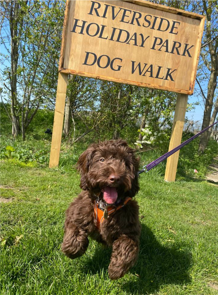 Pets go free Harrison Holidays