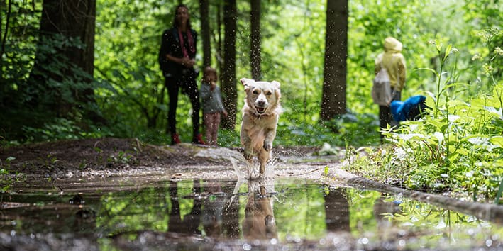 Small cute happy dog with a happy face running through a puddle towards the camera, with her owners in background.